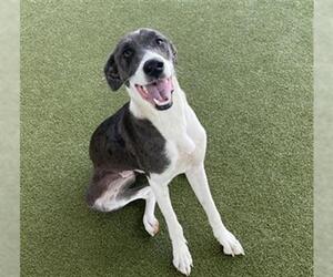 Pointer-Unknown Mix Dogs for adoption in Waco, TX, USA