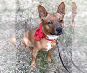Basenji-Unknown Mix Dogs for adoption in Mount Airy, NC, USA