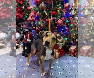 Beagle-German Pinscher Mix Dogs for adoption in Blairsville, GA, USA