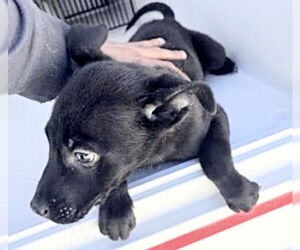 Medium Photo #1 Labrador Retriever-Unknown Mix Puppy For Sale in Houston, TX, USA