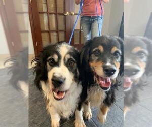 Australian Shepherd Dogs for adoption in Newaygo, MI, USA