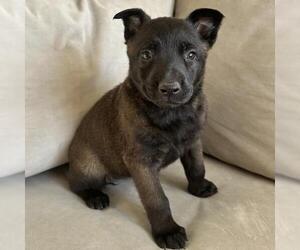 Unknown-Whippet Mix Dogs for adoption in San Diego, CA, USA