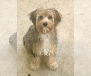 Shih Tzu-Unknown Mix Dogs for adoption in Santa Clarita, CA, USA