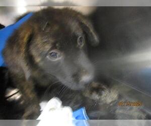 German Shepherd Dog-Unknown Mix Dogs for adoption in Oklahoma City, OK, USA