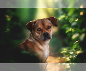 Puggle Dogs for adoption in Pryor, OK, USA