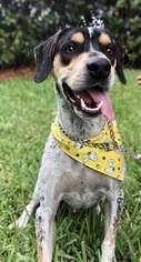 Bluetick Coonhound Dogs for adoption in Fort Pierce, FL, USA