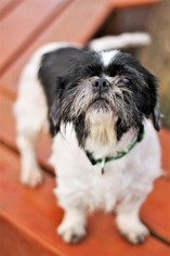 Shih Tzu Dogs for adoption in Huntsville, AL, USA