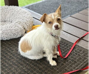 Chihuahua-Unknown Mix Dogs for adoption in Springdale, PA, USA