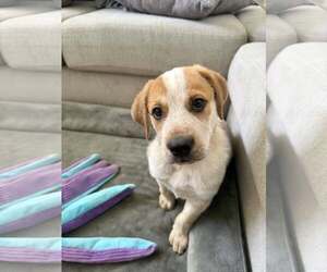 Medium Photo #4 Mutt Puppy For Sale in Paso Robles, CA, USA