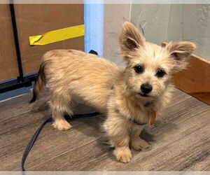 Mutt Dogs for adoption in Bellevue, WA, USA