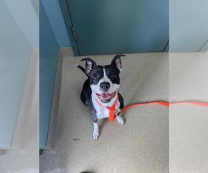 American Pit Bull Terrier-Unknown Mix Dogs for adoption in Newton, NC, USA