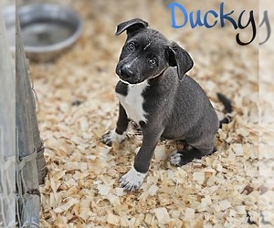 Mutt Dogs for adoption in Prentiss, MS, USA