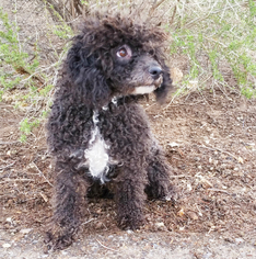 Poodle (Miniature) Dogs for adoption in Albuquerque, NM, USA