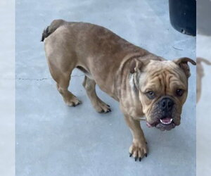 Bulldog Dogs for adoption in Tracy, CA, USA