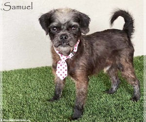 Pug-A-Poo Dogs for adoption in San Diego, CA, USA