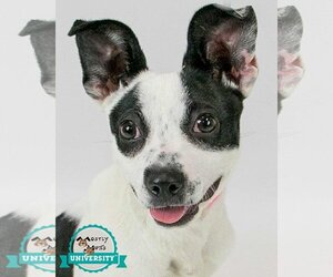 Jack Russell Terrier-Pointer Mix Dogs for adoption in Kennesaw, GA, USA