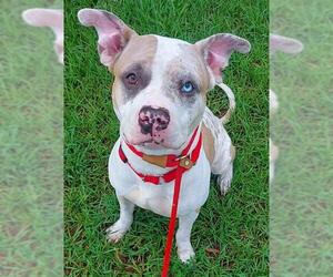 American Staffordshire Terrier Dogs for adoption in Fort Lauderdale, FL, USA
