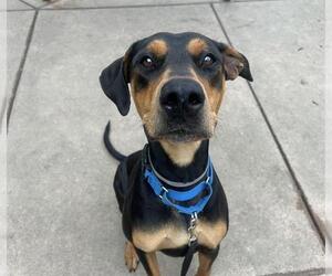 Black and Tan Coonhound-Doberman Pinscher Mix Dogs for adoption in Martinez, CA, USA