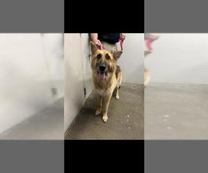 German Shepherd Dog Dogs for adoption in Rosenberg, TX, USA