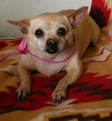 Chihuahua-Unknown Mix Dogs for adoption in Yucaipa, CA, USA