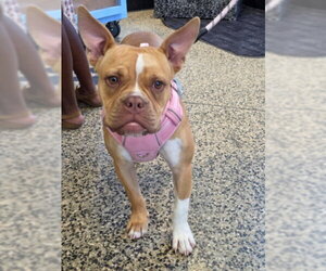 French Bulldog-Unknown Mix Dogs for adoption in Tracy, CA, USA