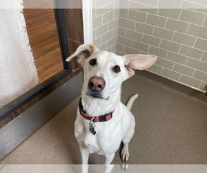 Labrador Retriever-Whippet Mix Dogs for adoption in Shillington, PA, USA