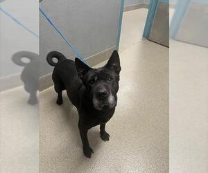 Chinese Shar-Pei-Unknown Mix Dogs for adoption in Las Vegas, NV, USA