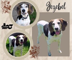Treeing Walker Coonhound Dogs for adoption in Lindsay, CA, USA