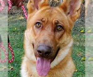 German Shepherd Dog Dogs for adoption in Russellville, KY, USA