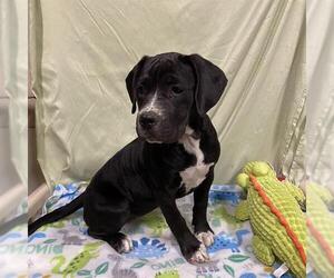 Boxer-Unknown Mix Dogs for adoption in Modesto, CA, USA