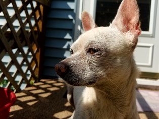 Chihuahua Dogs for adoption in Shakopee, MN, USA