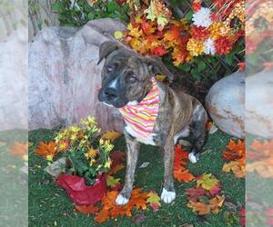 Mutt Dogs for adoption in Oklahoma City, OK, USA