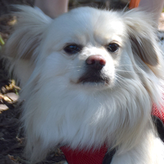 View Ad: Pekingese Dog for Adoption near Illinois, Huntley ...