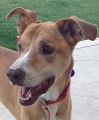Chi-Corgi Dogs for adoption in Arlington, WA, USA