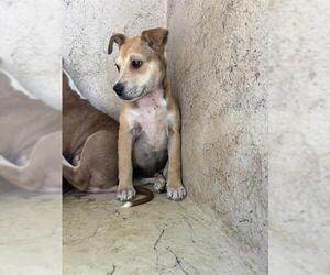 American Pit Bull Terrier-Unknown Mix Dogs for adoption in Oklahoma City, OK, USA