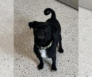 Pug Dogs for adoption in Brighton, CO, USA
