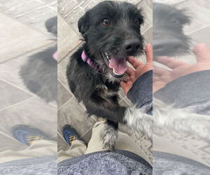 Mutt Dogs for adoption in Dana Point, CA, USA