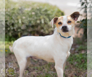 Jack Chi Dogs for adoption in Brownsboro, AL, USA
