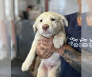 Australian Shepherd-Unknown Mix Dogs for adoption in Mooresville, NC, USA