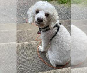 Poodle (Miniature) Dogs for adoption in Bowmanville, Ontario, Canada