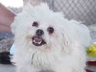 Maltese Dogs for adoption in Santa Rosa, CA, USA