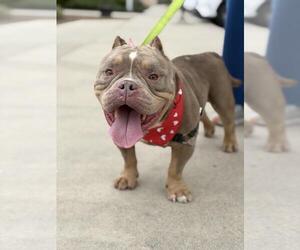 Mutt Dogs for adoption in Santa Maria, CA, USA