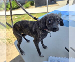 Plott Hound-Unknown Mix Dogs for adoption in Long Beach, CA, USA