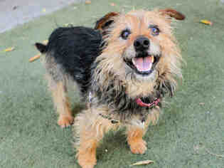 Australian Terrier Dogs for adoption in San Francisco, CA, USA