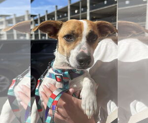 Jack Chi Dogs for adoption in Bellevue, WA, USA
