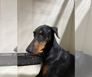 Doberman Pinscher Dogs for adoption in Bakersfield, CA, USA