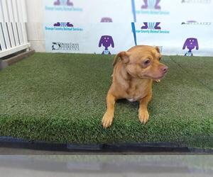 Chihuahua Dogs for adoption in Orlando, FL, USA