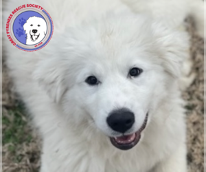 Great Pyrenees Dogs for adoption in Spring, TX, USA