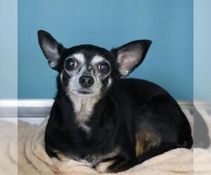 Chihuahua Dogs for adoption in San Antonio, TX, USA