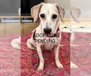 Beagle-Unknown Mix Dogs for adoption in Dunnellon, FL, USA